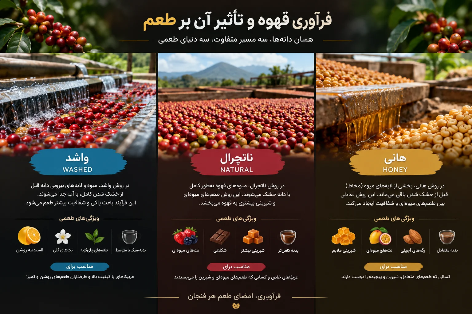 فرآوری قهوه: کالبدشکافی مرحله‌ای که طعم فنجان شما را می‌سازد