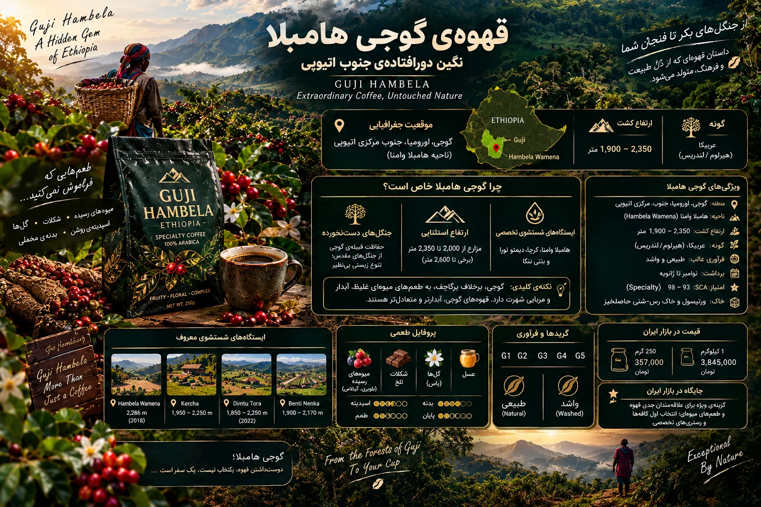 قهوه‌ی اتیوپی گوجی هامبلا؛ عربیکای مرتفع و باکیفیت